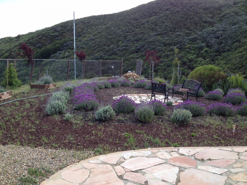 Geoffrey worked with our landscaper & put in over 300 Lavender, over 300 Rosemary plants, & over 200 trees!