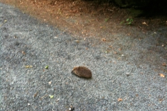 THE KENNOWAY DEN--Strolling along the footpaths with a baby groundhog